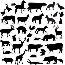 free picture animals free picture animals